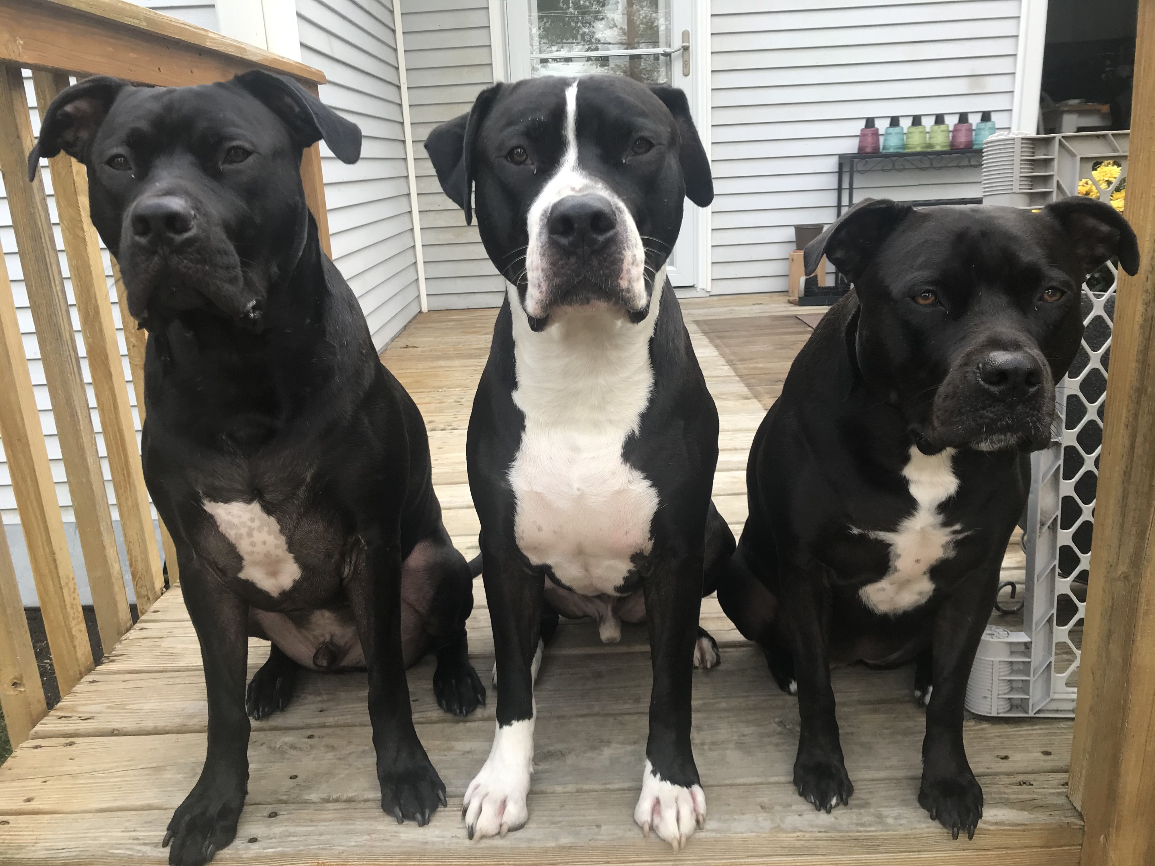 Kino, Pickles and Korra